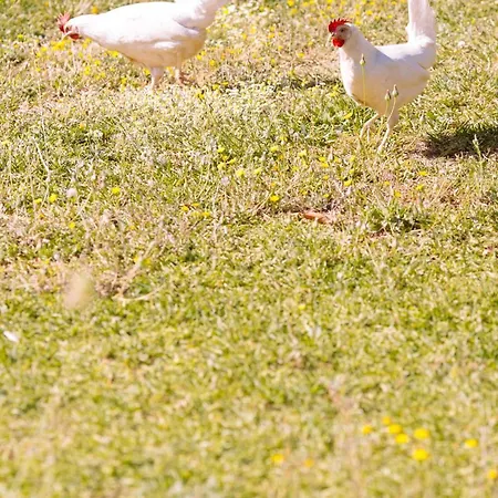Holiday home La Colina Buena - Cosy Casita For Nature Lovers *