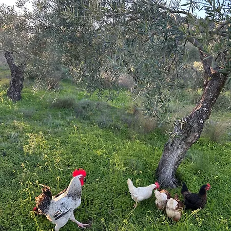La Colina Buena - Cosy Casita For Nature Lovers *